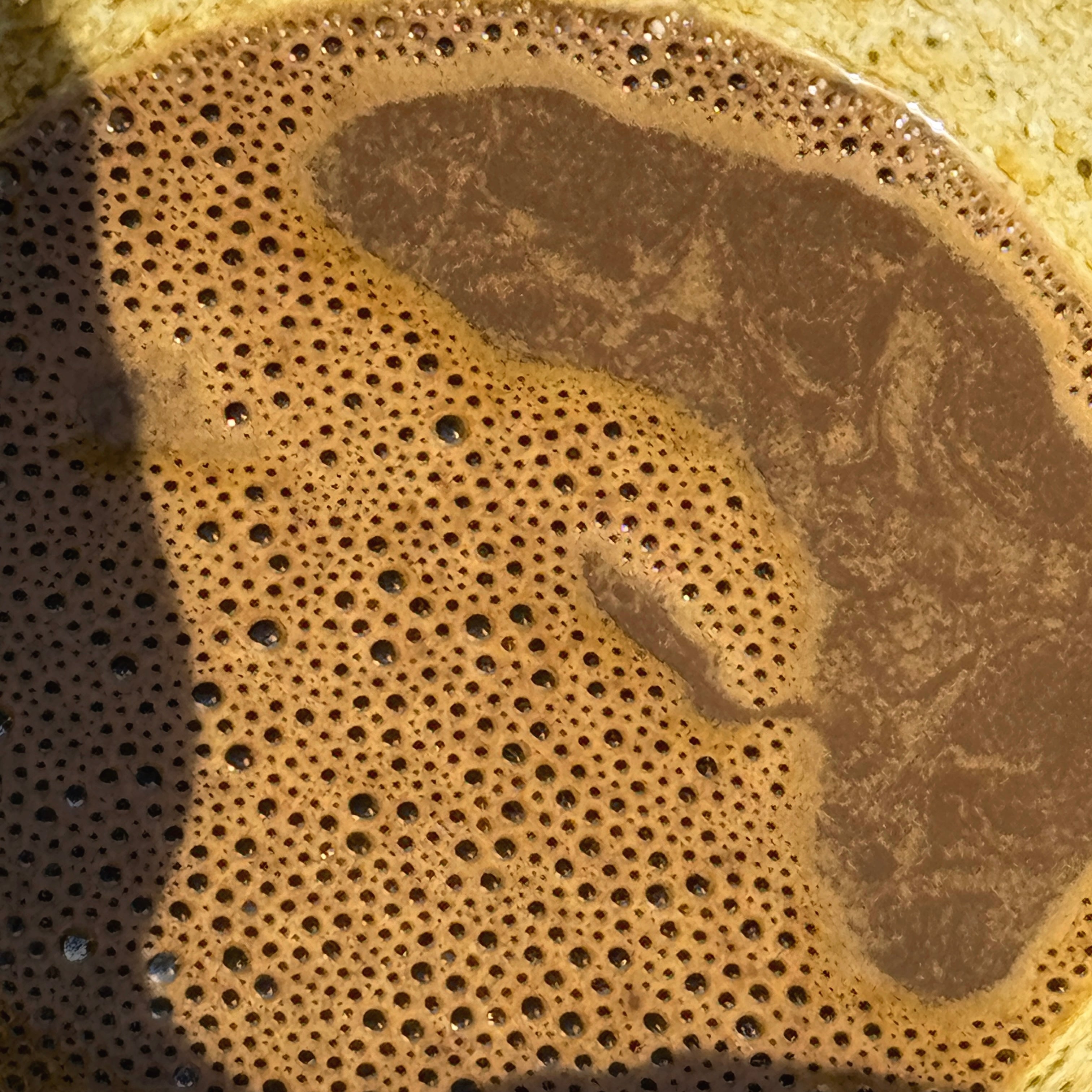 Kōyō 紅葉 Hōjicha