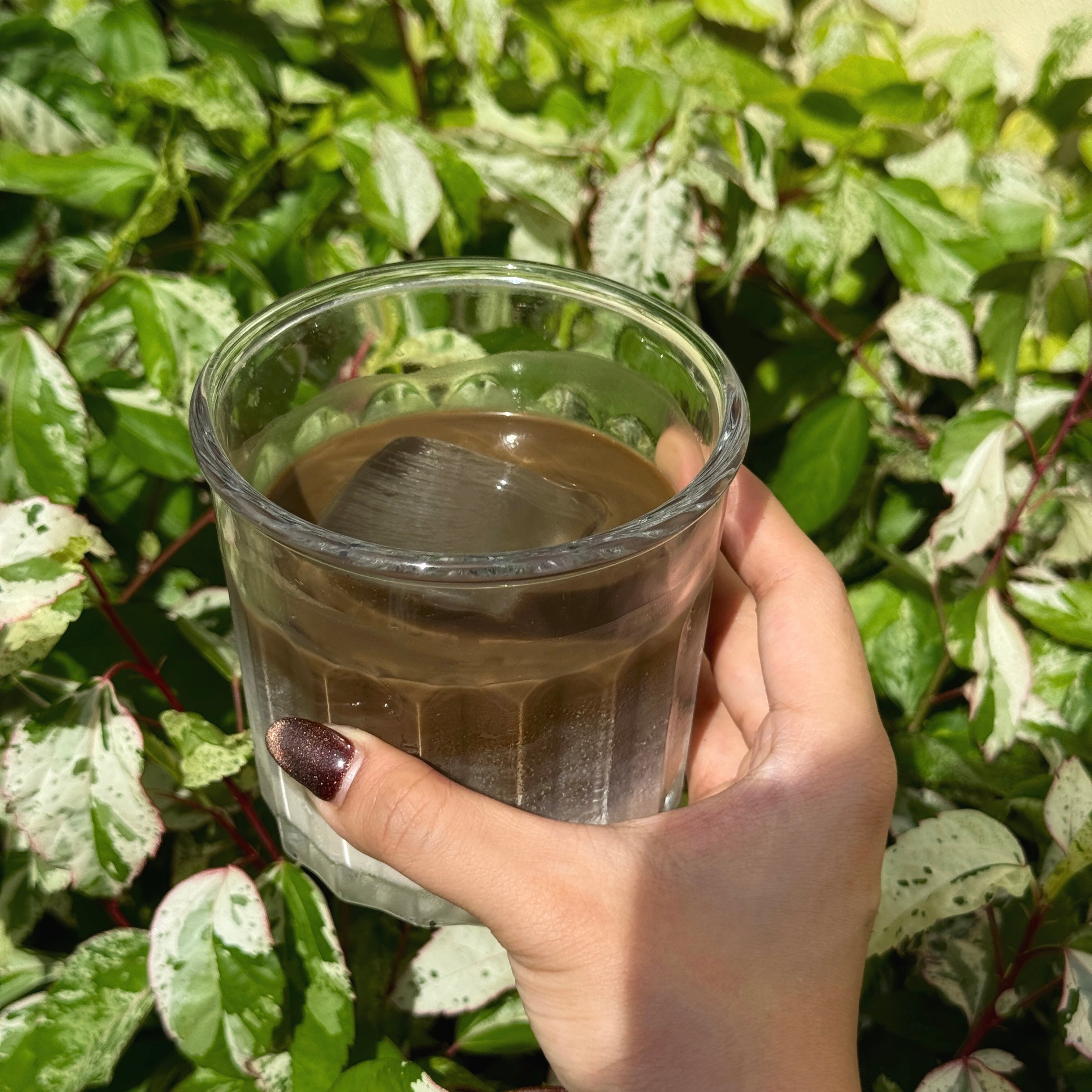 Kōyō 紅葉 Hōjicha